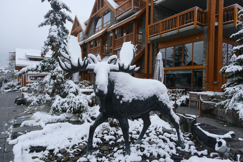 Banff: 3-Hour Evening Wildlife Viewing & Sunset Experience