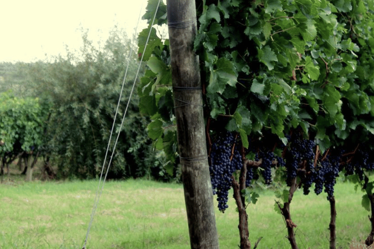 Montevideo: Spinoglio and Bouza Wineries tour with tasting