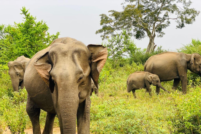 Ella/Hikkaduwa/Galle/Mirissa: Escursione di un giorno al safari di UdawalaweSafari di 6 ore a Udawalawe