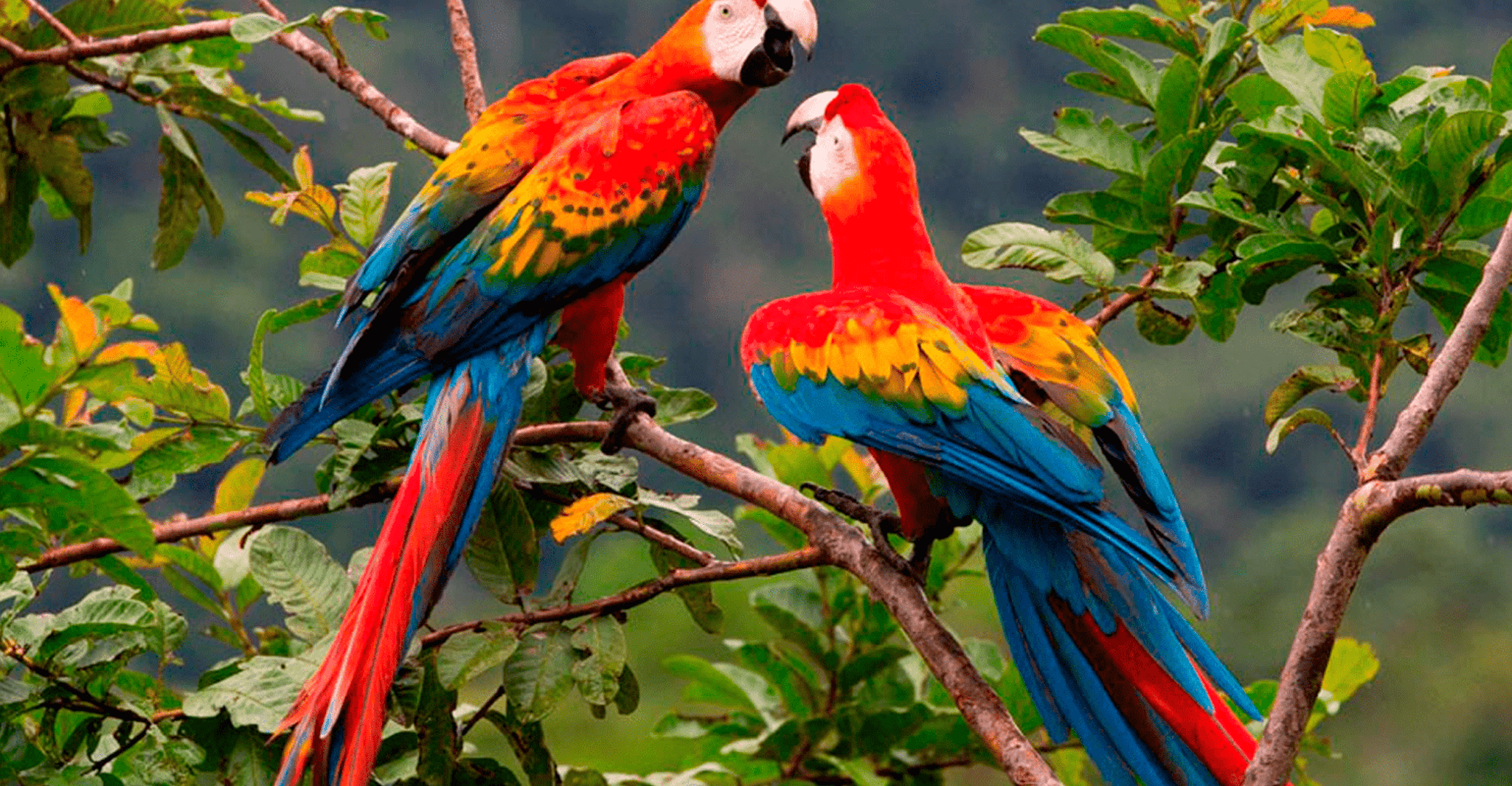 From Cusco, Manu National Park 3Days - Housity