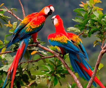 From Cusco: 4-Day Manu National Park Guided Tour