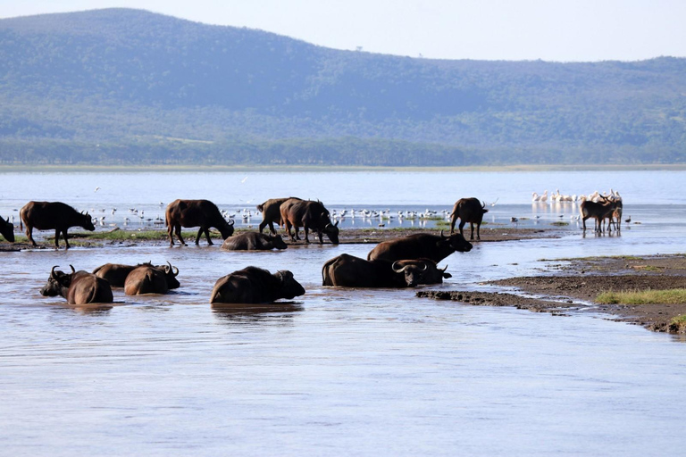 Excursion d&#039;une journée : visite à pied de l&#039;île de Crescent et excursion en bateau à Naivasha