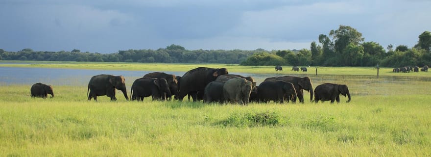 Depuis Dambulla : safari d'une demi-journée dans le parc national de Minneriya