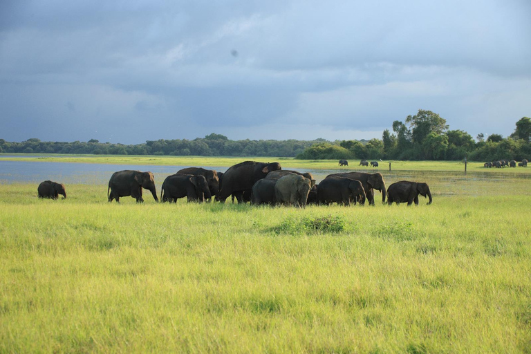 Polonnaruwa Ancient City & Minneriya Safari Full-Day Tour