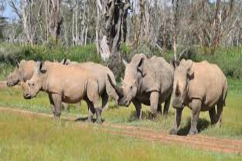 From Nairobi: 6-Day Rhino Conservation Safari in Kenya