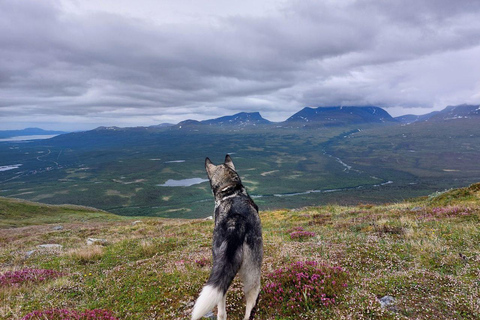 Abisko: Panorama View - Huskie Hike