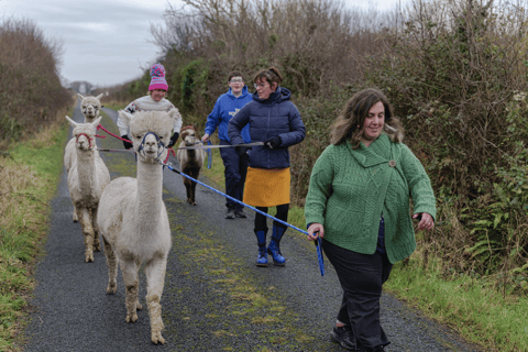 Loop Head: Alpaca Experience ze spacerem i przędzeniem wełny