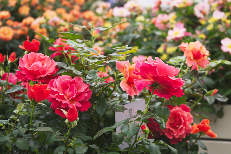 Londres : journée à la découverte des jardins secrets