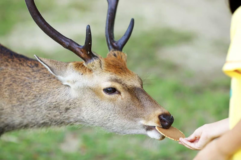 Nara: Must-see attractions tour with English-Speaking Guide