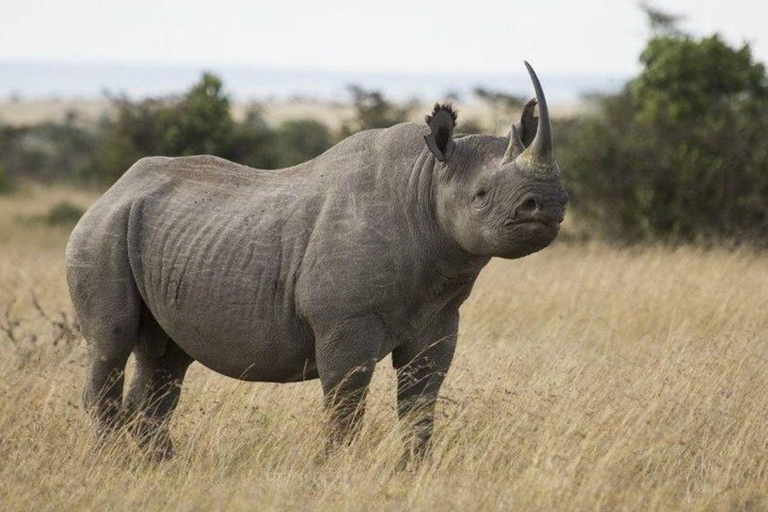 Nairobi: Ol Pejeta Conservancy 2-Day Safari with Meals Private day tour to Ol Pejeta Wildlife Conservancy