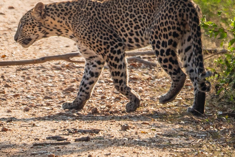 Van Arugambay naar Tangalle/Mirissa met Yala luipaardsafari