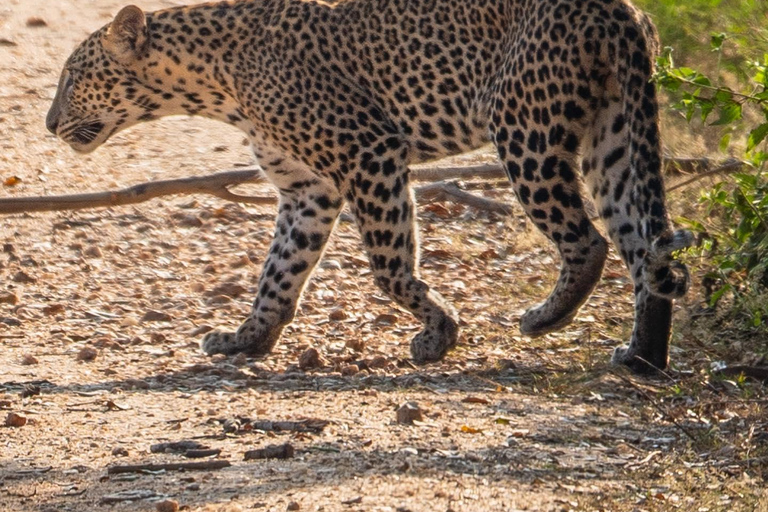 Da Mirissa - Tour di un giorno con safari al leopardo nel Parco Nazionale di Yala4 h Tour di mezza giornata dello Yala Safari