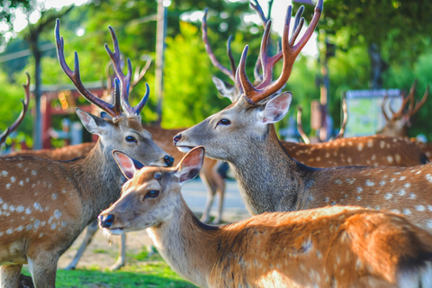 Kyoto: Nara Half-Day Small Group Tour