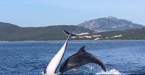 Portisco: Dolphin-watching excursion