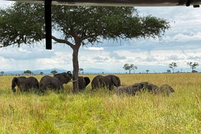 From Zanzibar: Mikumi Safari Day Trip with Flights and Lunch Mikumi Shared Safari without hotel transfer