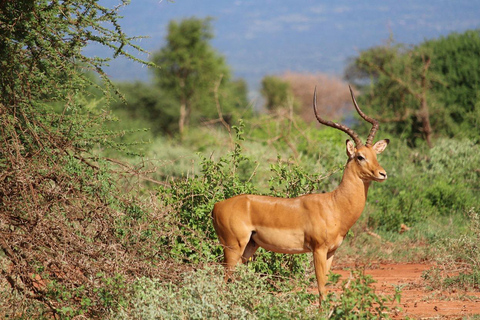 Från Mombasa eller Diani: Dagsutflykt till Tsavo East National Park