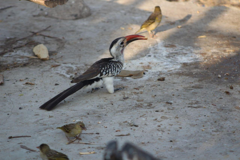 Addis Ababa: 2-Day Awash National Park Tour & Hot Springs