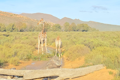 Cape Town: Cruise Passengers sunset Safari & Wine Tour