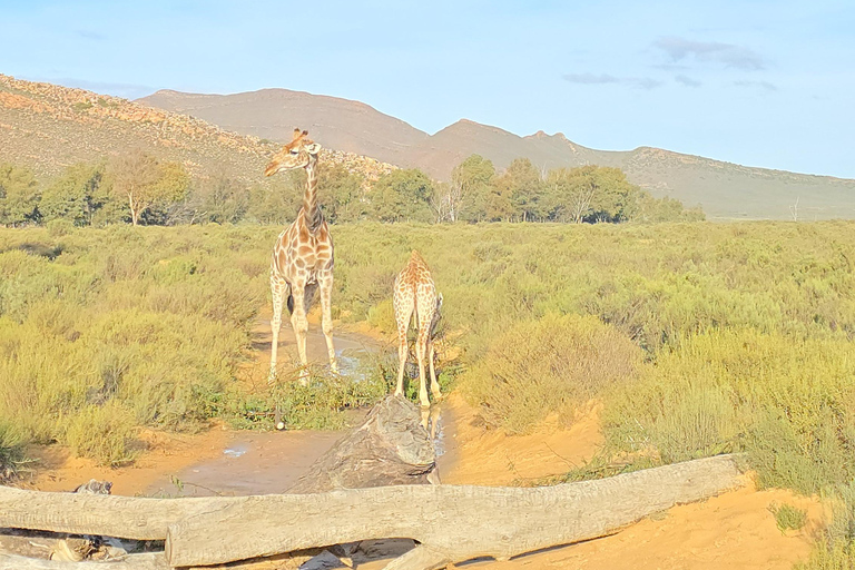 Cape Town: Cruise Passengers sunset Safari & Wine Tour