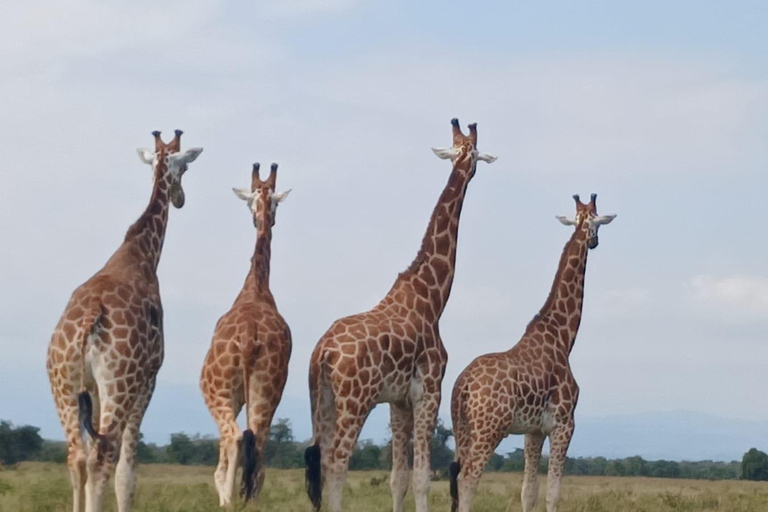 Nairobi National Park, Elephant orphanage & Giraffe Centre