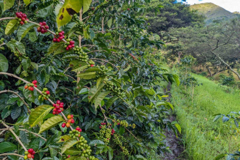 Nairobi: Half day Coffee Farm tour with a local guide