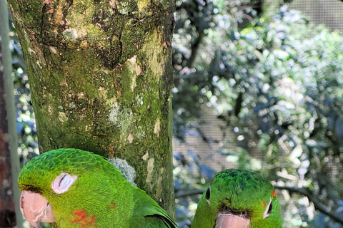 Iguassu Waterfalls Private Day Tour: Both sides, same day!