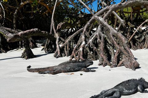 Galápagos: Sightseeing Tour to Tortuga Bay with Crystal-Clear Waters and Kayak