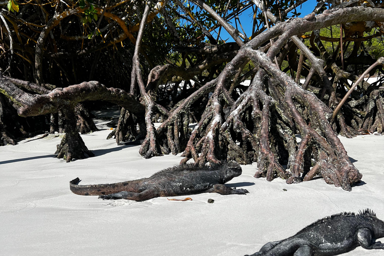 Galápagos: Sightseeing Tour to Tortuga Bay with Crystal-Clear Waters and Kayak
