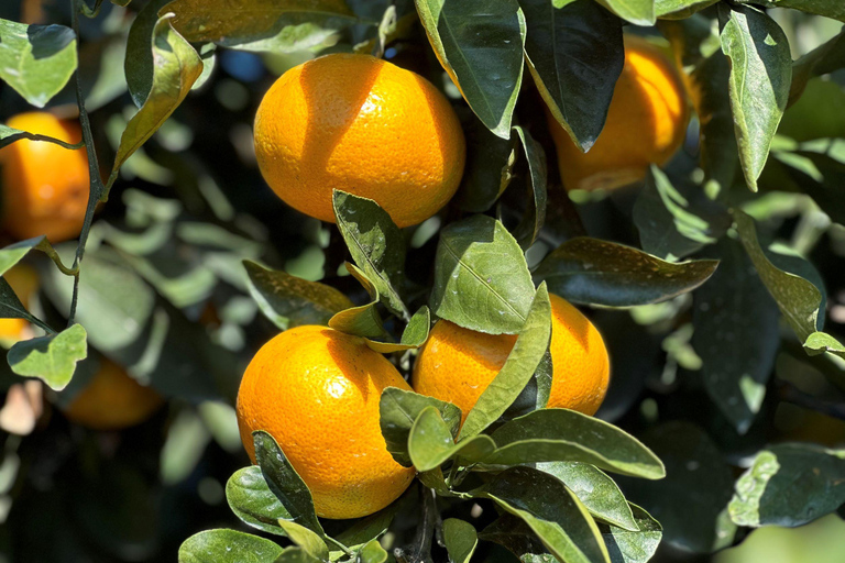 Ost-Jeju-Kirschblüte, Mandarinenpflücken Kleingruppentour