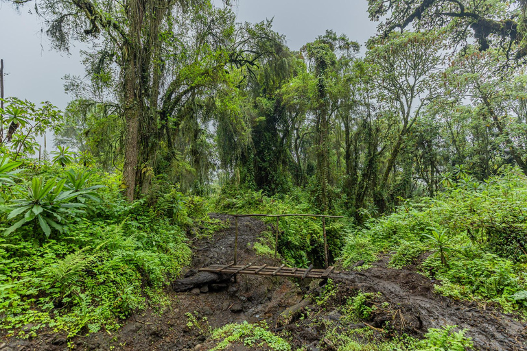 1 Day Bisoke Volcano Hike Tour