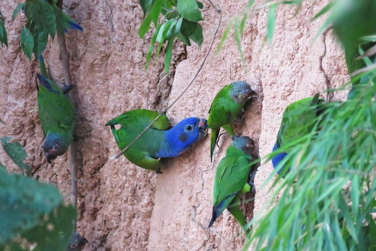 Puerto Maldonado: tour all&#039;alba al Cachuela Parrots Clay LickPuerto Maldonado: tour all&#039;alba con pappagalli cachuela e leccatoi di argilla