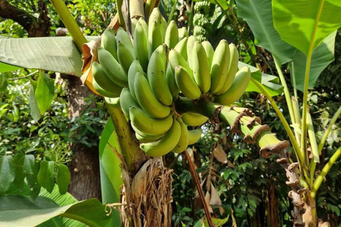 زنجبار: مدينة ستون، جزيرة السجن ومزرعة التوابل مع الغداءجولة خاصة بدون خدمة الاستقبال والتوصيل من 