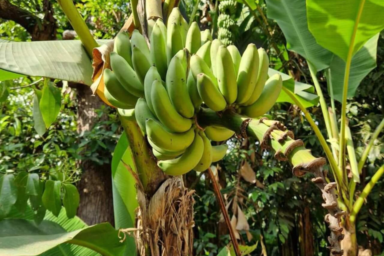 زنجبار: مدينة ستون، جزيرة السجن ومزرعة التوابل مع الغداءجولة خاصة بدون خدمة الاستقبال والتوصيل من 