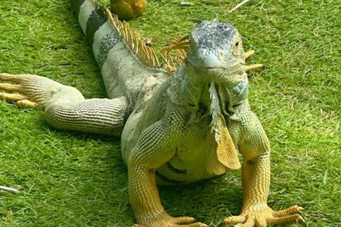 SAN ANDRES: BOAT TRANSFER + JOHNNY CAY + JOHNNY CAY SAN ANDRES: BOAT TRANSFER + JOHNNY CAY