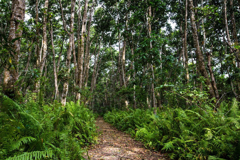 ZANZIBAR: Jozani-skogen och Saalam-grottan