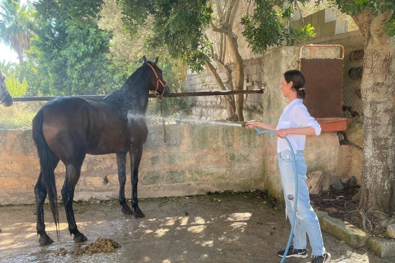 Mallorca : Randonnée à cheval dans la vallée de Randa avec pique-nique