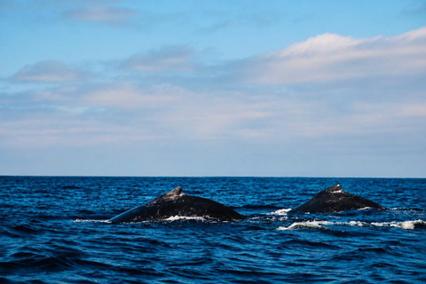 Mirissa: Blue Whale & Dolphin Watching Adventure with food WITH Entry Ticket (Tour Entry Ticket INCLUDED)
