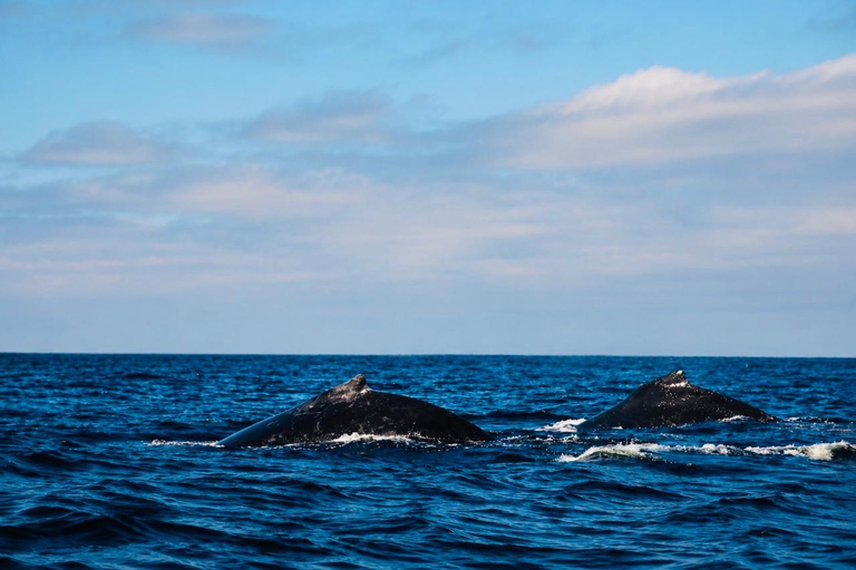Mirissa: Blue Whale & Dolphin Watching Adventure with food WITH Entry Ticket (Tour Entry Ticket INCLUDED)