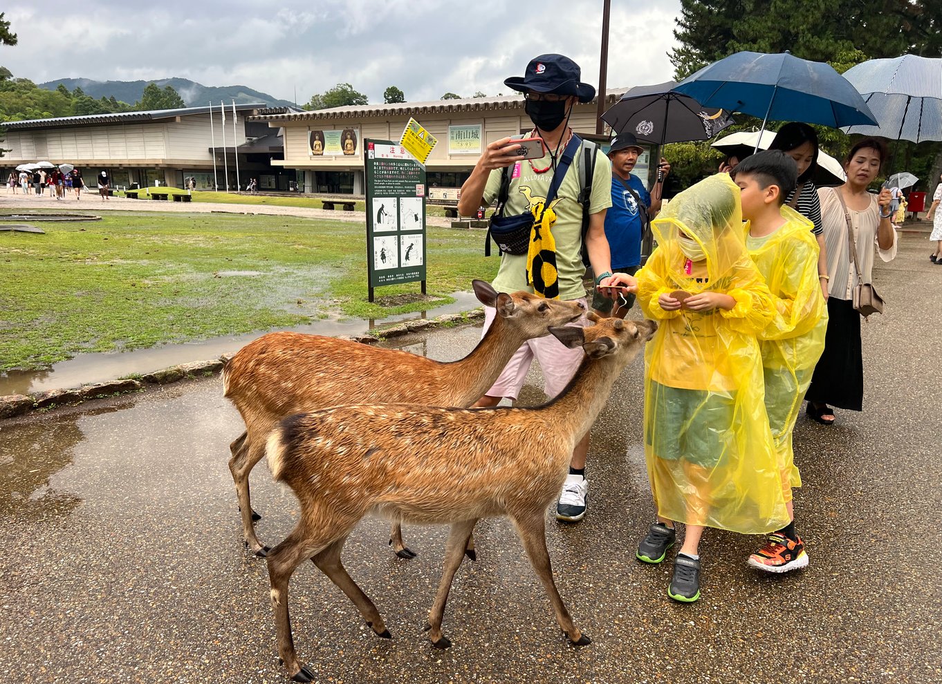 Fra Osaka/Kyoto: Kyoto og Nara 1-dags guidet tur