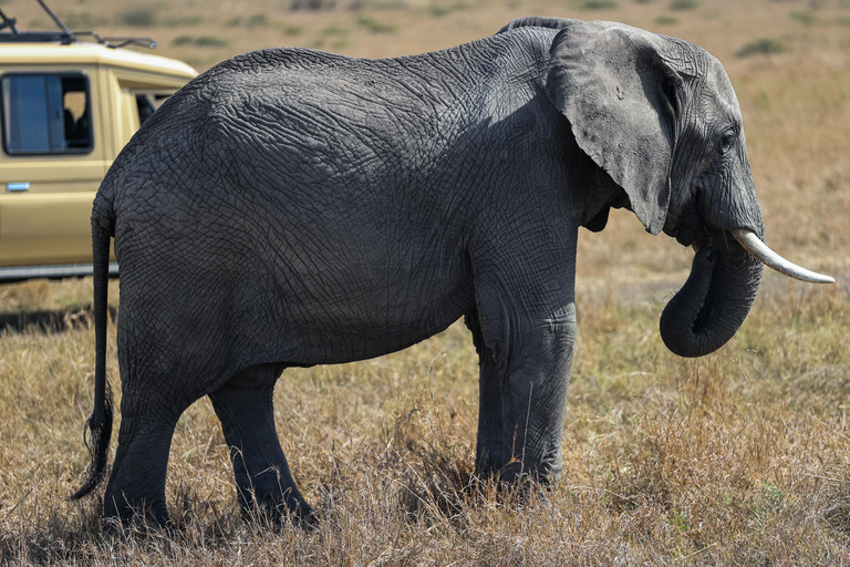 Nairobi: 2-Day Masai Mara National Reserve Safari