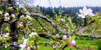 Villingen-Schwenningen, degustação de sidra guiada na fazenda - Housity