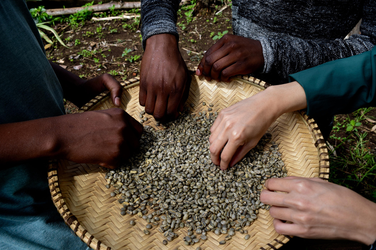 Arusha: Tour do café e/ou aula de cerâmica com almoçoTour do café com almoço