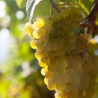 Getaria Txakoli Wine Tour van San Sebastian - Housity