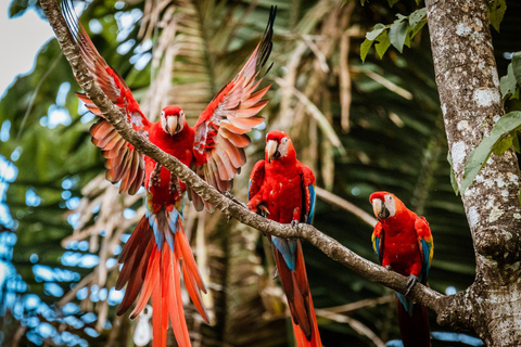 Parque Nacional de Carara: Paseo guiado Carara Costa Rica Naturaleza