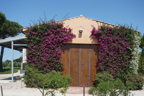 Från Florens: Bolgheri dagsutflykt med vinFrån Florens: Bolgheri heldagsvinresa från Florens