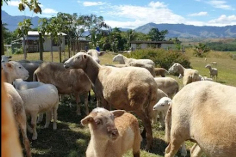 Fidji : visite d&#039;une ferme, animaux, miel et cuisine fidjienneFiji: Farm Tour: Animals, Honey Tasting &amp; Fijian Cooking