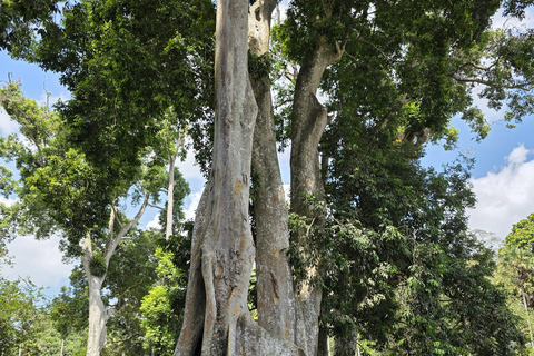 The Best Kandy Tuk-Tuk city Tour with a Professional Guide