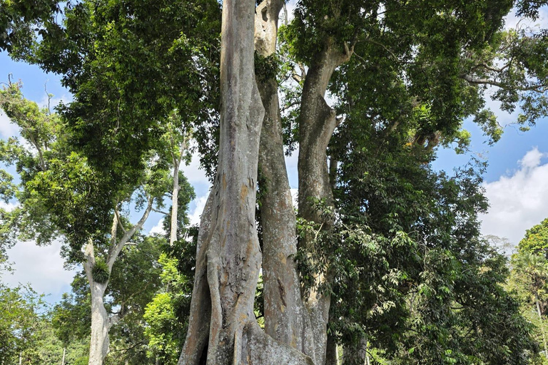 The Best Kandy Tuk-Tuk city Tour with a Professional Guide