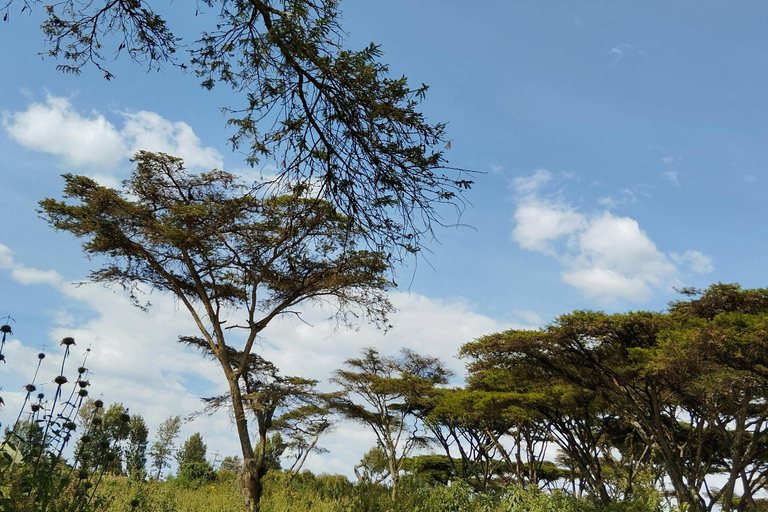 Arusha: 2-Day Tarangire & Lake Manyara Tanzania Safari Arusha: Private Day Trip to Tarangire National Park