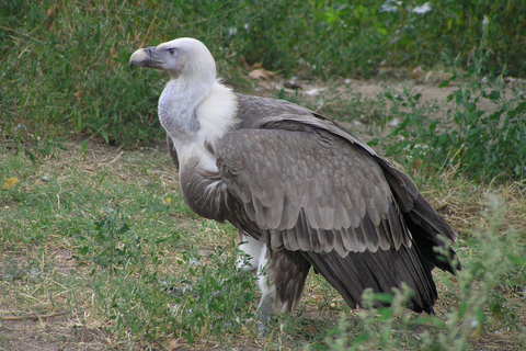 Sofia: Vulture Conservation & Release Experience